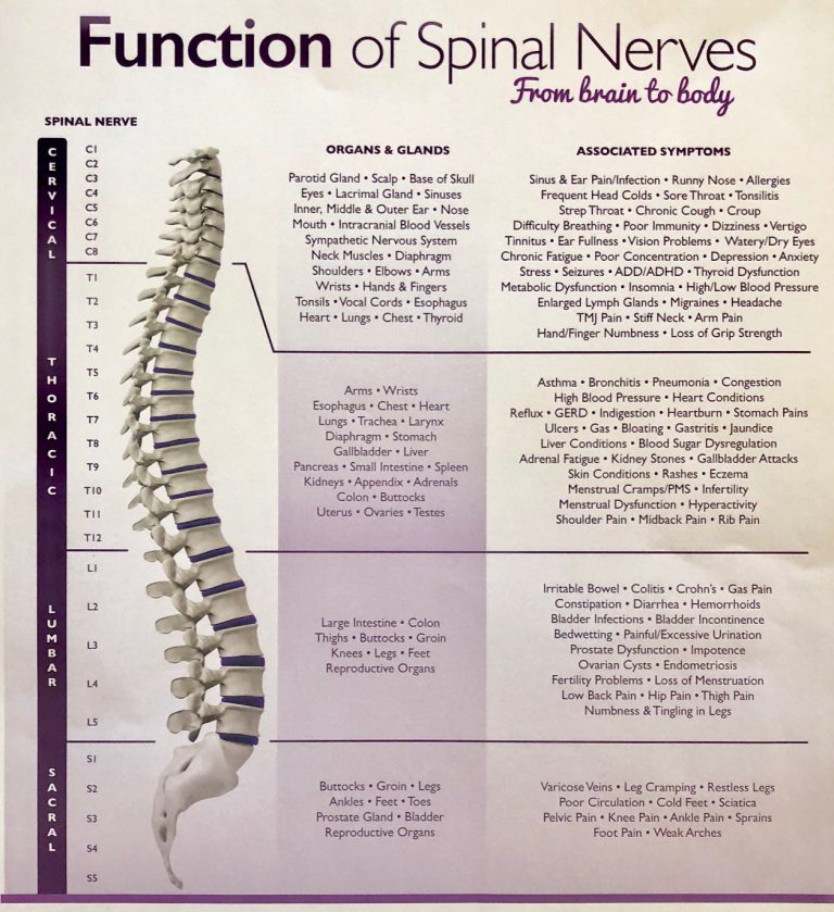 LiveWell Blog Archive How Your Spinal Nerves Affect Your Health the 